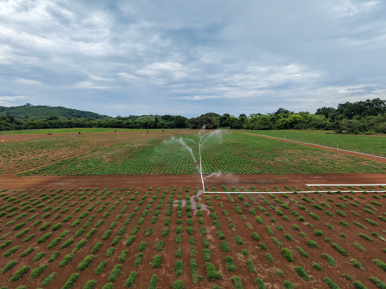 Vista aérea de cultivo de grama con riego por aspersión de Gramas Buena Vista en Panamá
